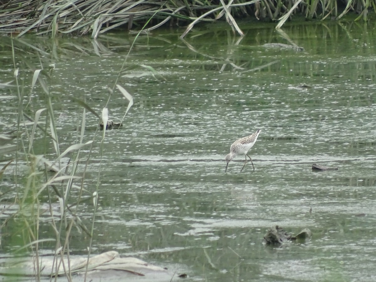 Marsh Sandpiper - ML407020611