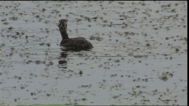 Pied-billed Grebe - ML407021