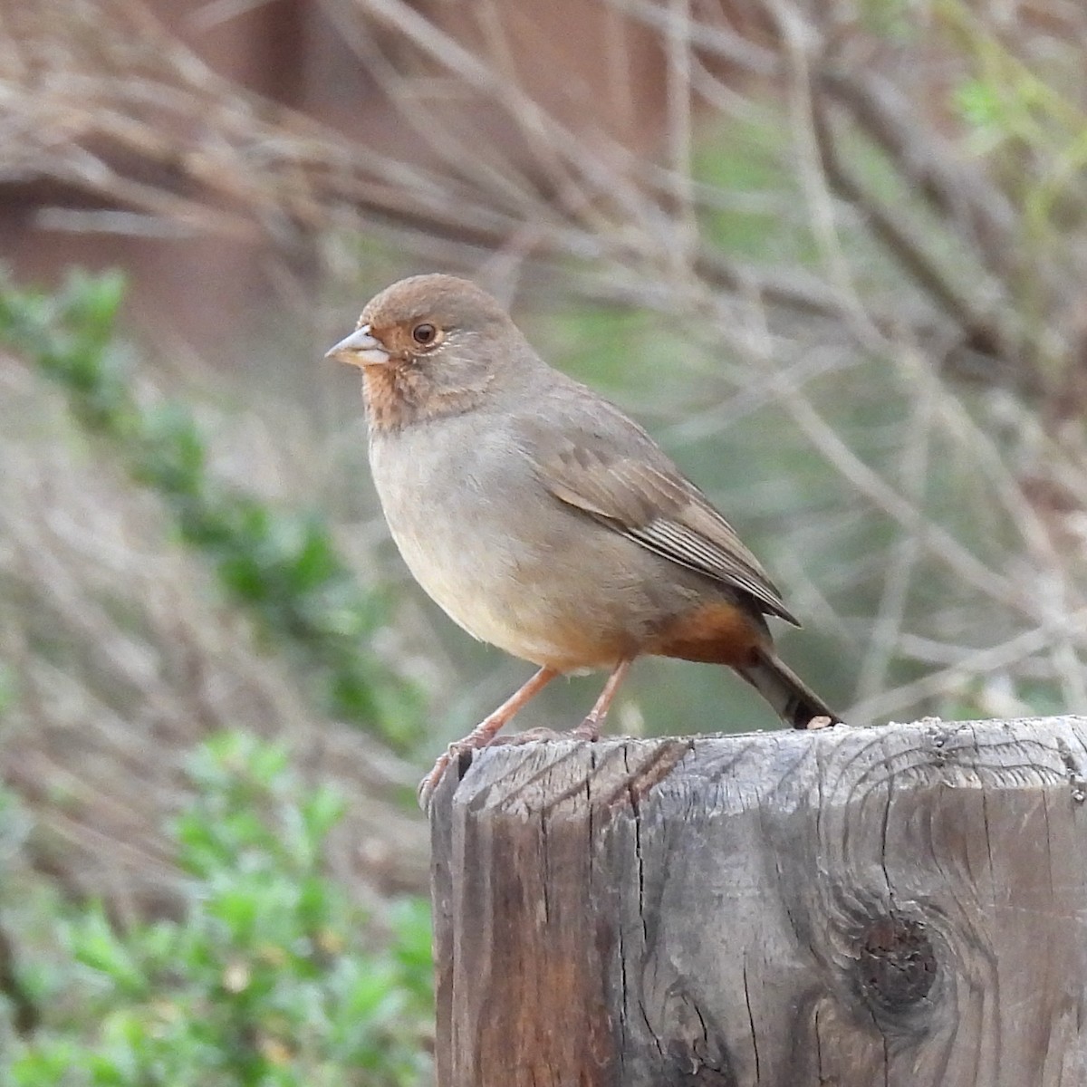 California Towhee - ML407021161