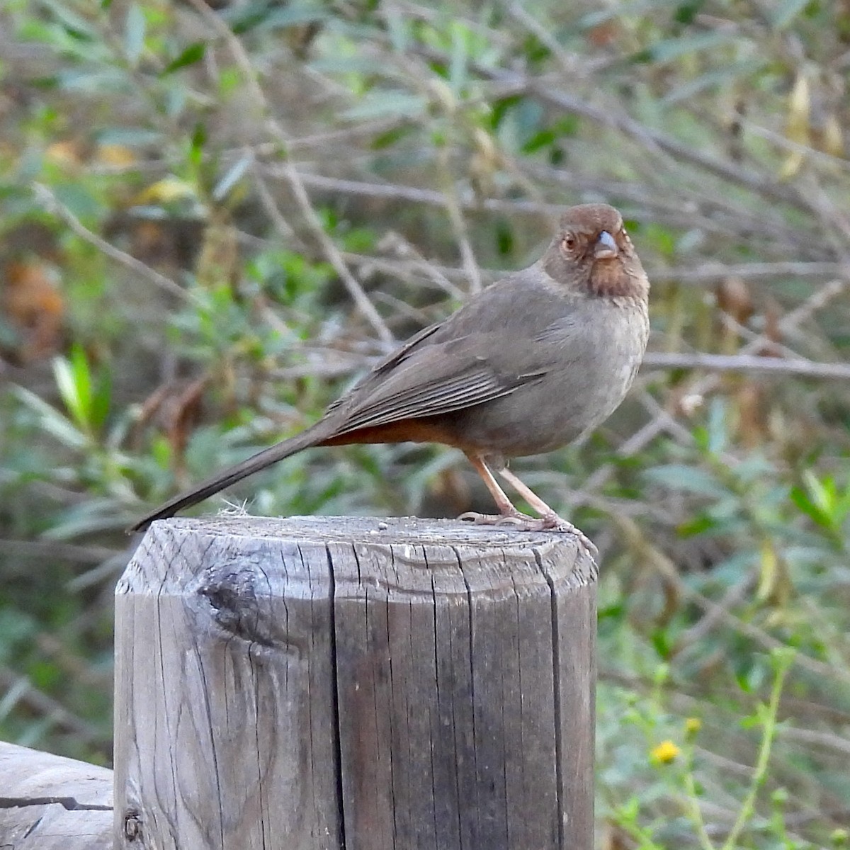 California Towhee - ML407021171