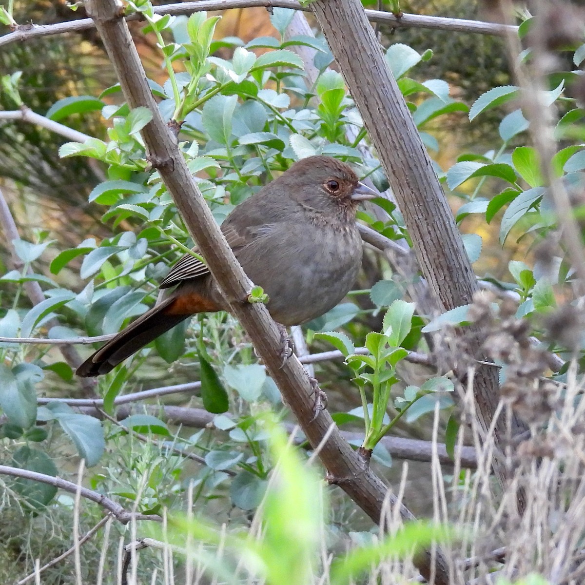 California Towhee - ML407021191