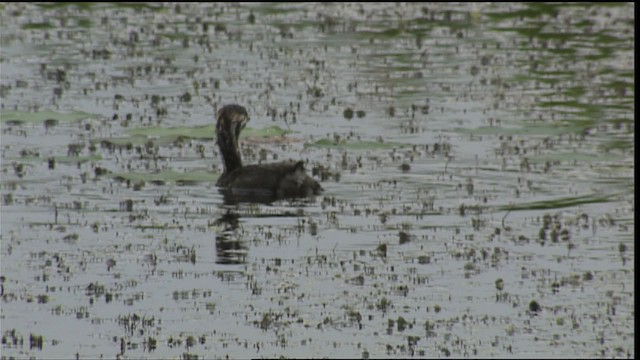 Pied-billed Grebe - ML407022