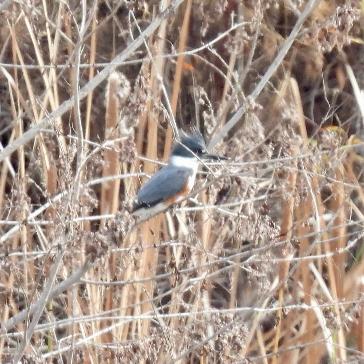 Martin-pêcheur d'Amérique - ML407023191