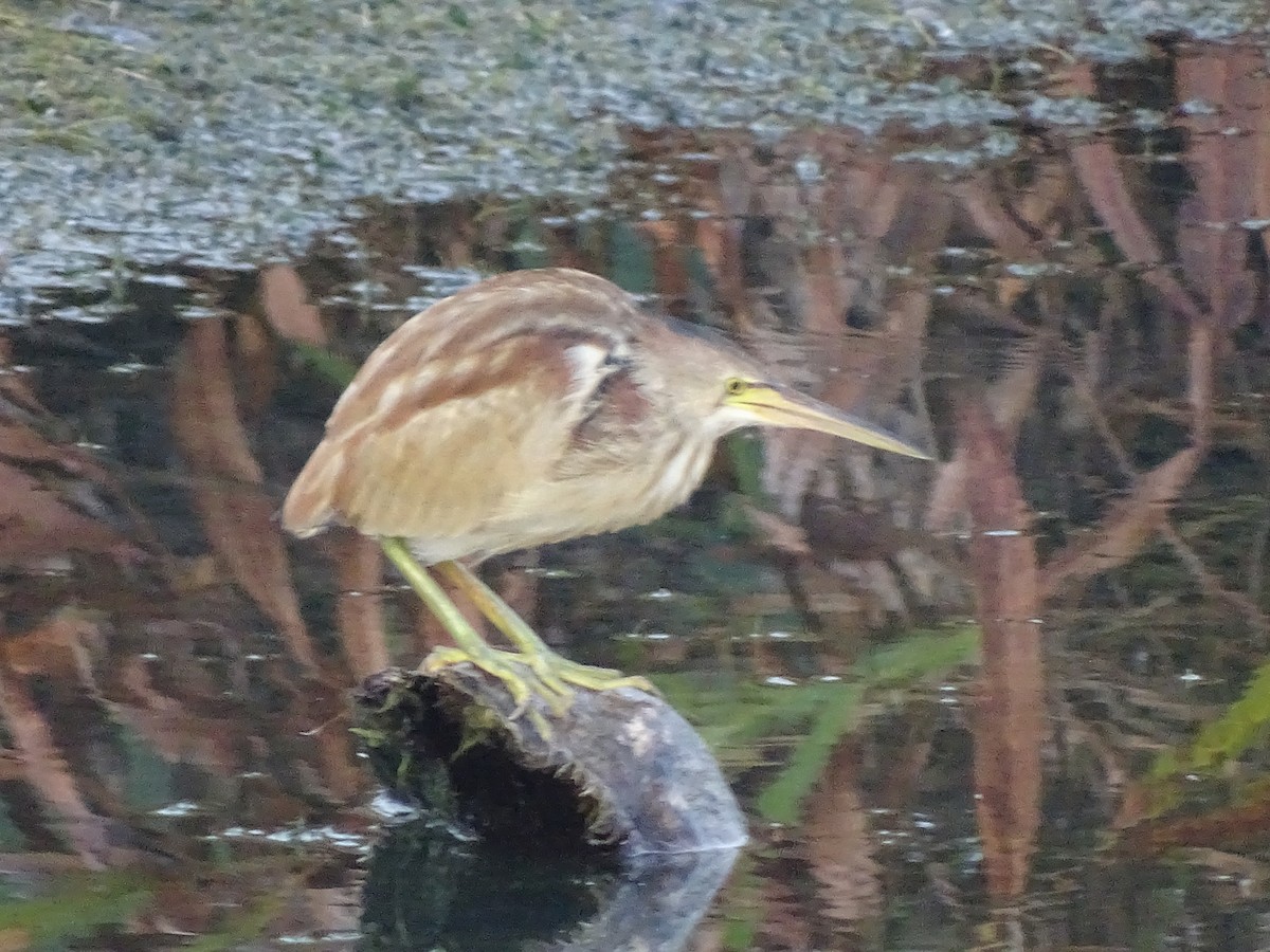 Yellow Bittern - ML407024121