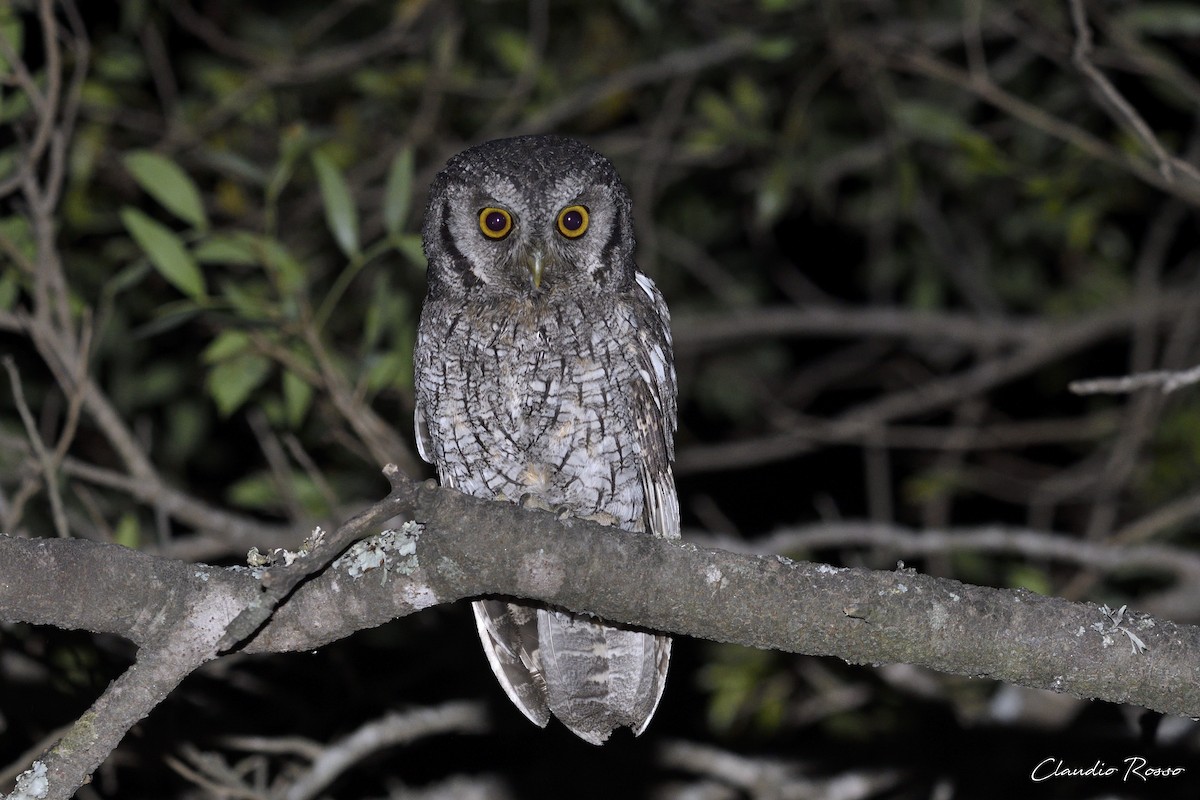 Tropical Screech-Owl - ML407024521