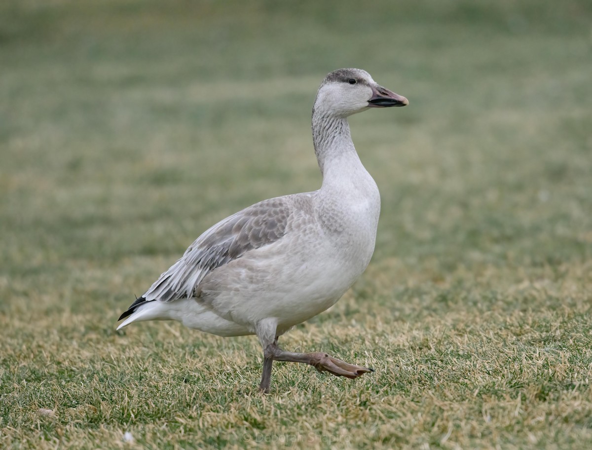 Snow Goose - ML407024971