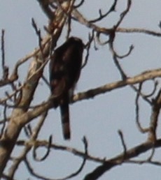 American Goshawk - ML407027211