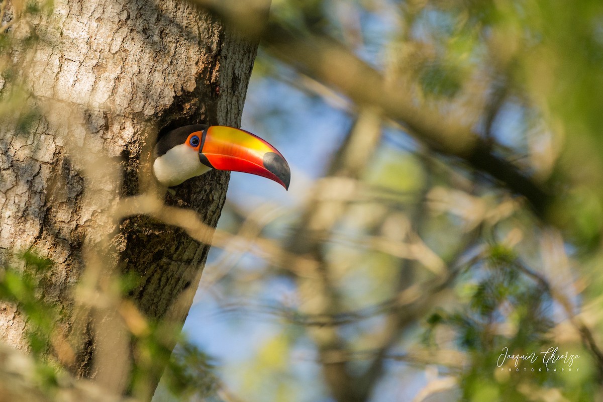 Toco Toucan - ML407027451
