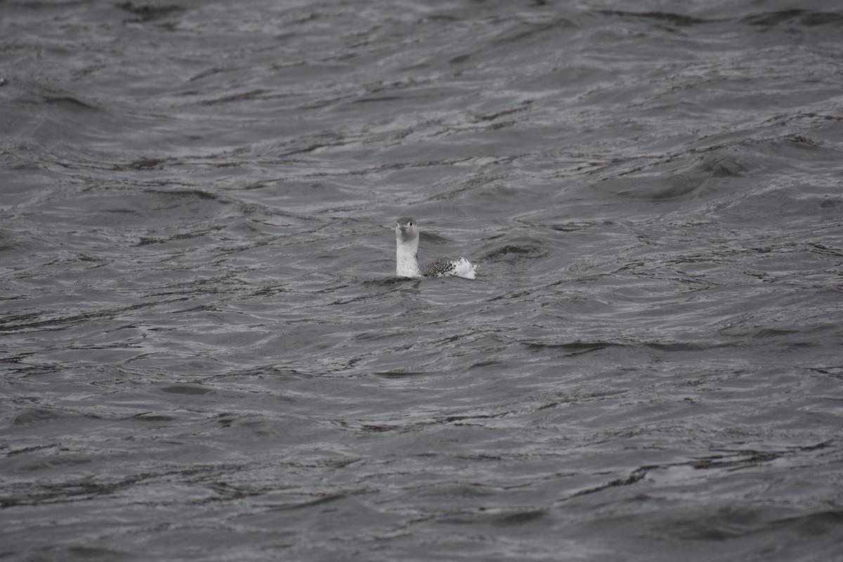 Red-throated Loon - ML407028811