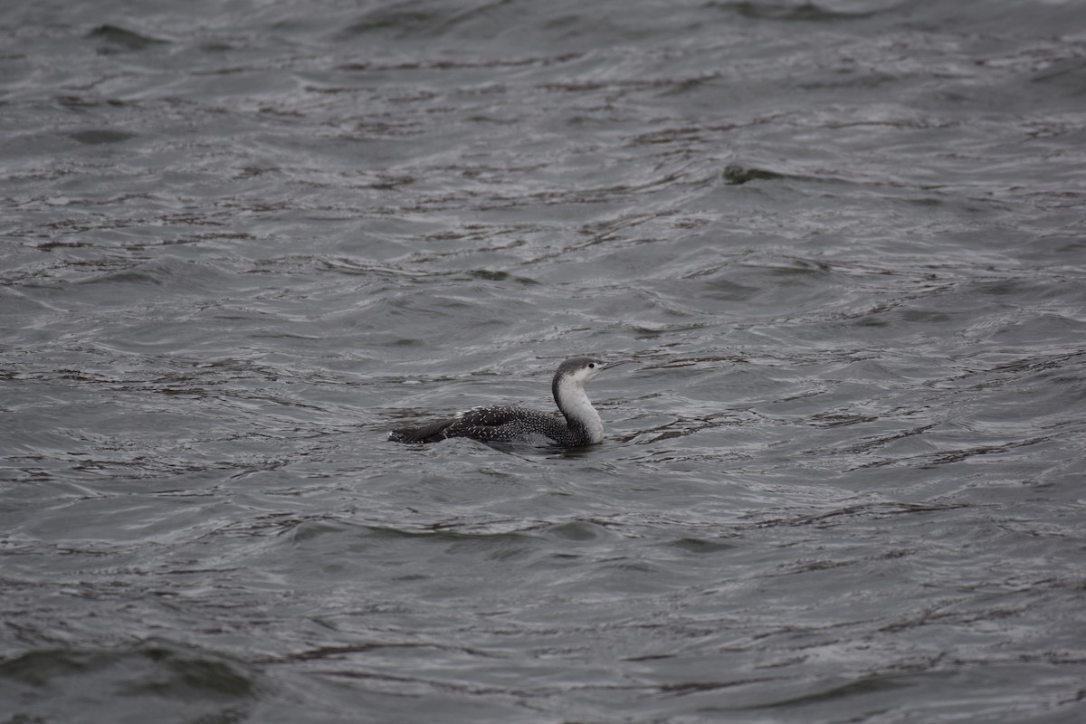 Red-throated Loon - ML407028841