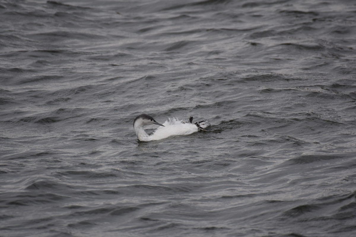 Red-throated Loon - ML407028861