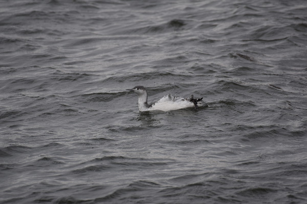 Red-throated Loon - ML407028921