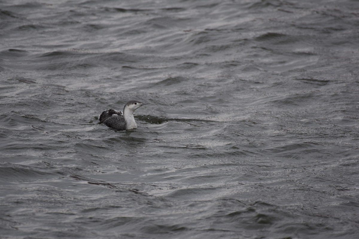 Red-throated Loon - ML407028941