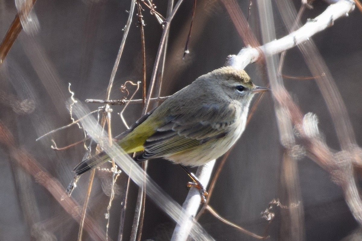 Palm Warbler - ML407029841