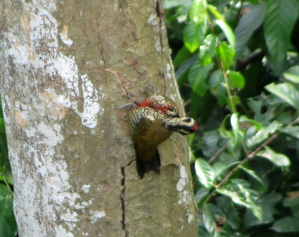 Fire-bellied Woodpecker - ML40703001