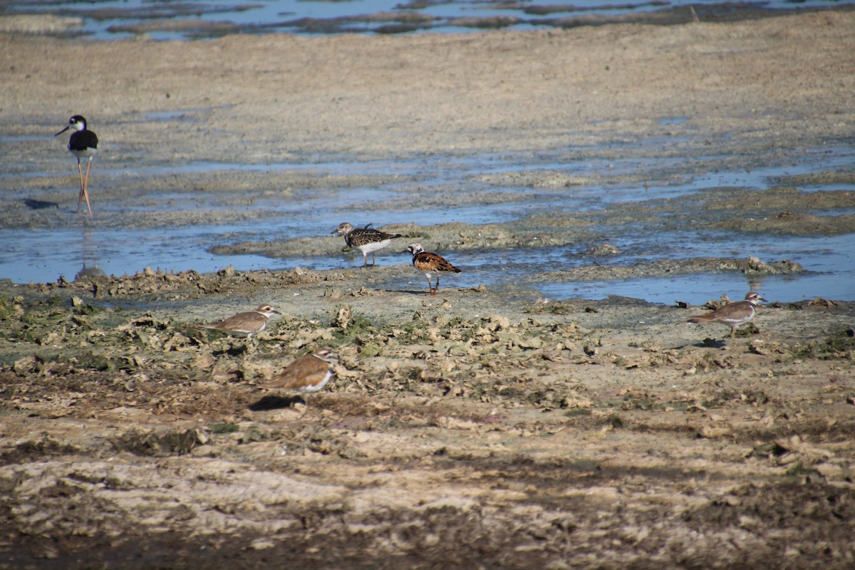 Ruddy Turnstone - Elaine Cassidy