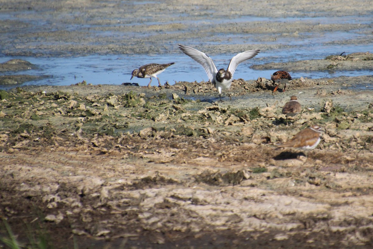 Ruddy Turnstone - Elaine Cassidy