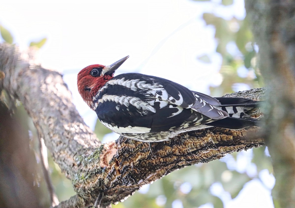 Red-breasted Sapsucker - ML407032811