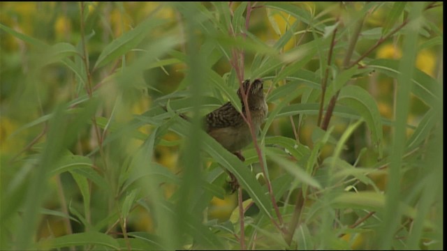 Sedge Wren - ML407034