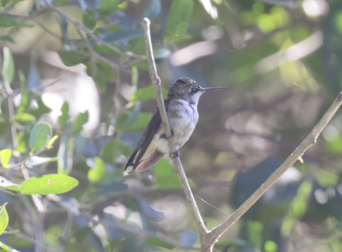 Ruby-throated Hummingbird - ML407034651