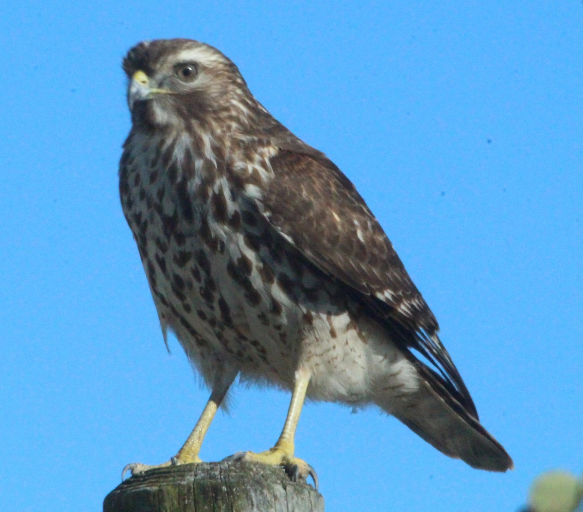 Red-shouldered Hawk - ML407034691