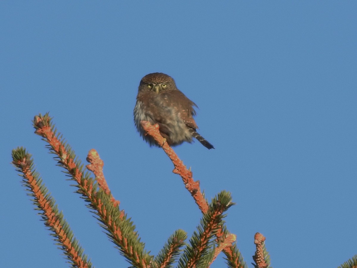 Northern Pygmy-Owl - ML407034701