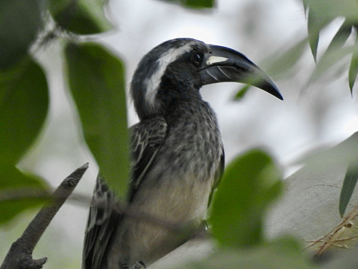 African Gray Hornbill - ML407034721