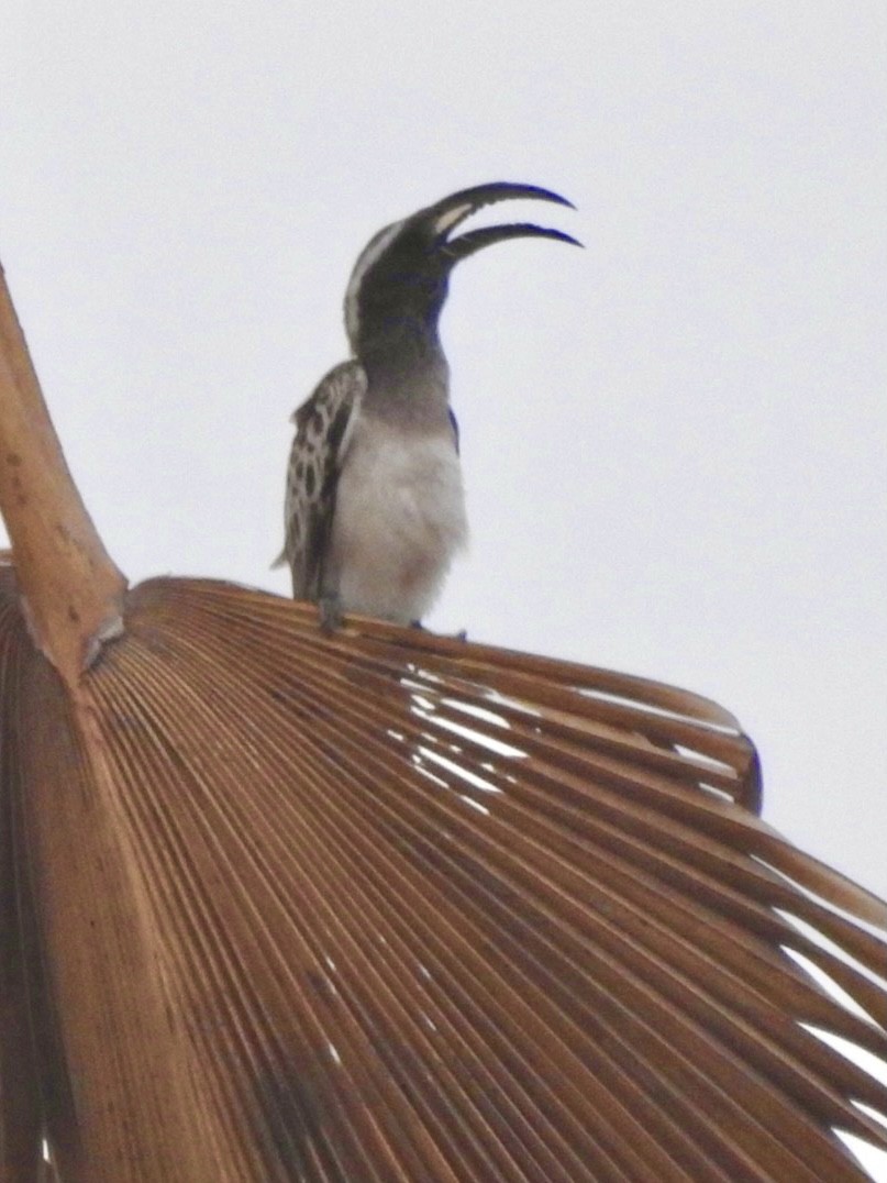 African Gray Hornbill - ML407034821