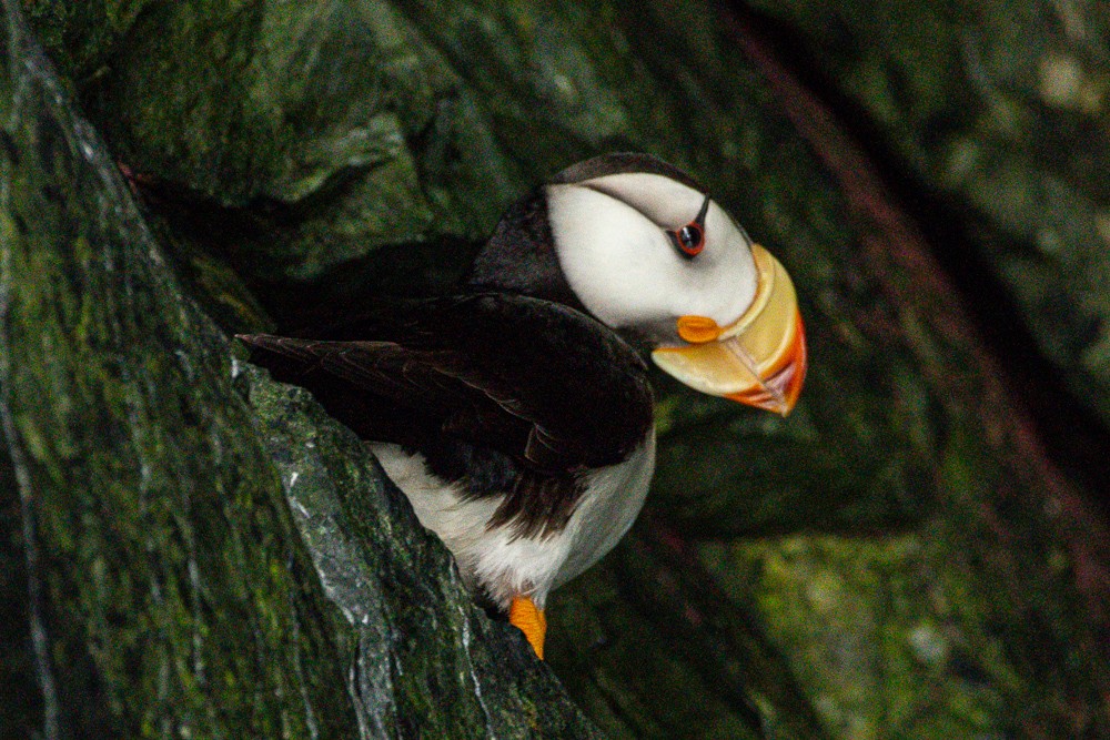 Horned Puffin - ML407036341