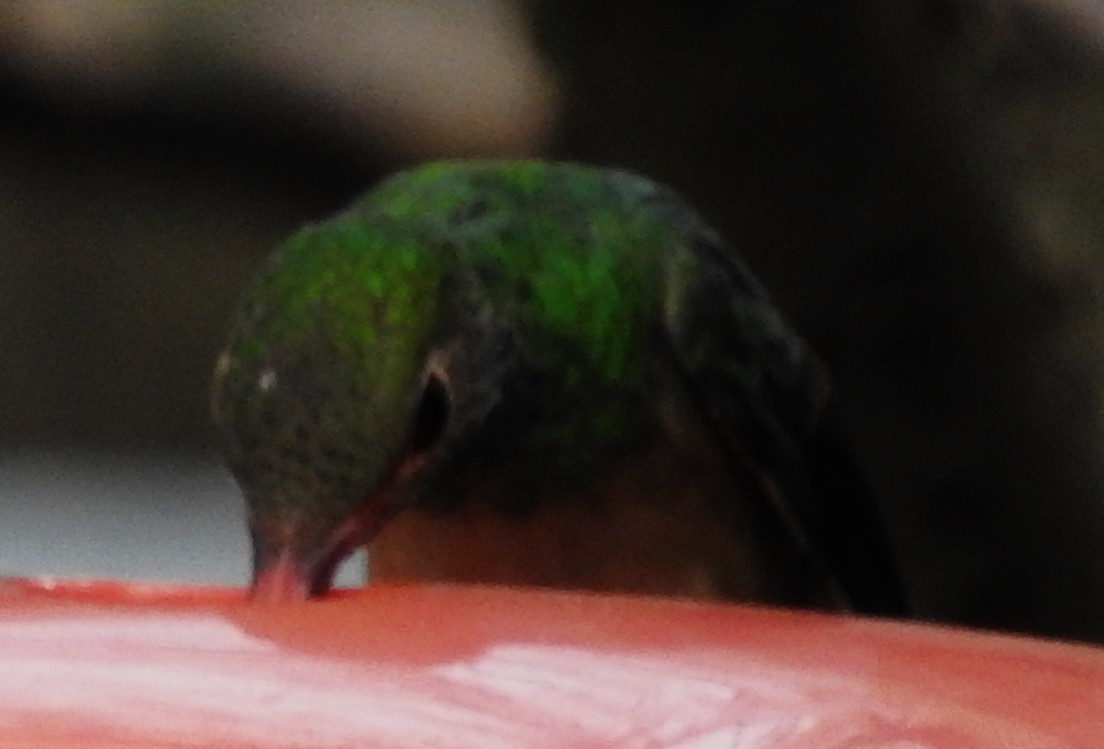 Buff-bellied Hummingbird - ML407036351
