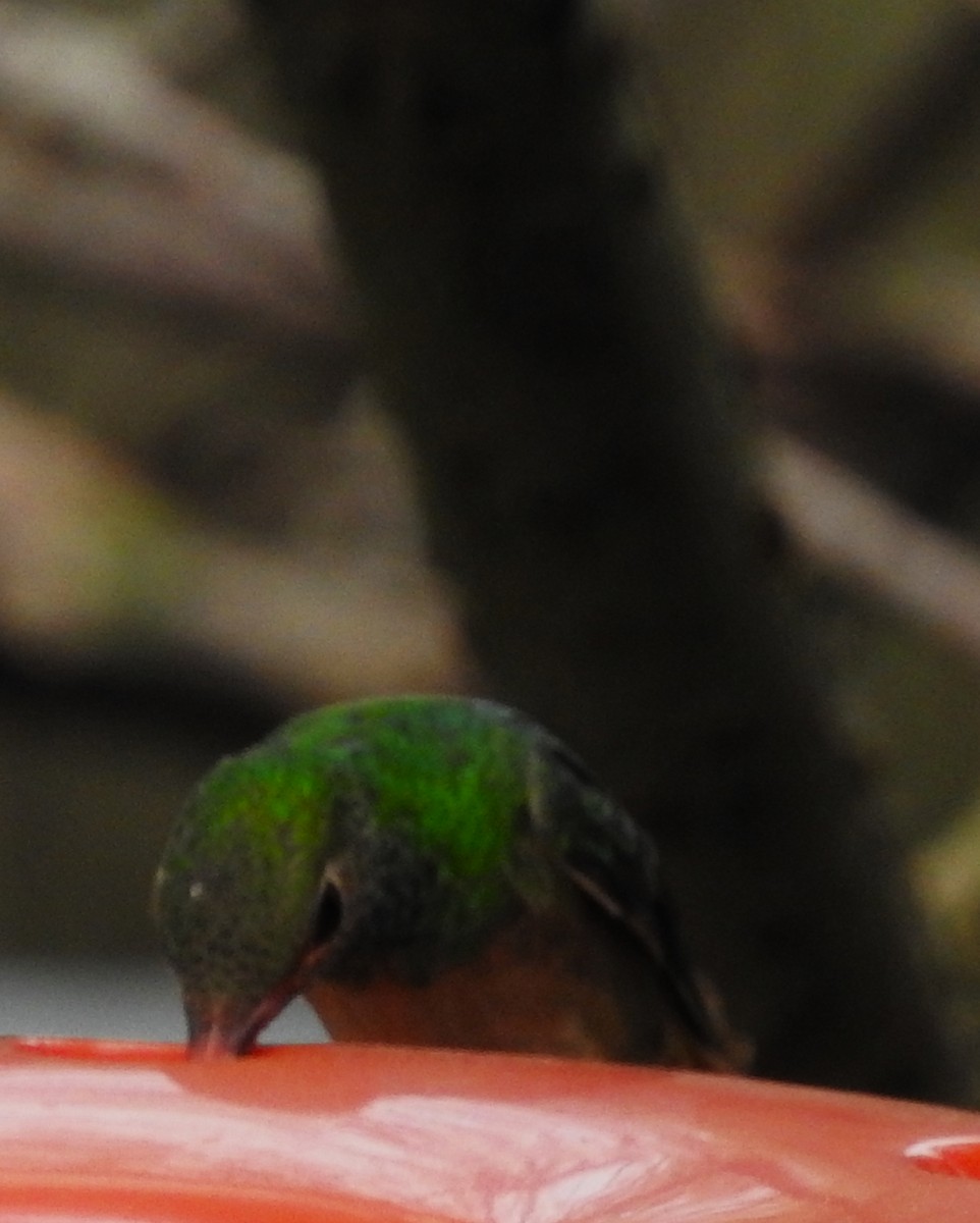 Buff-bellied Hummingbird - ML407036361