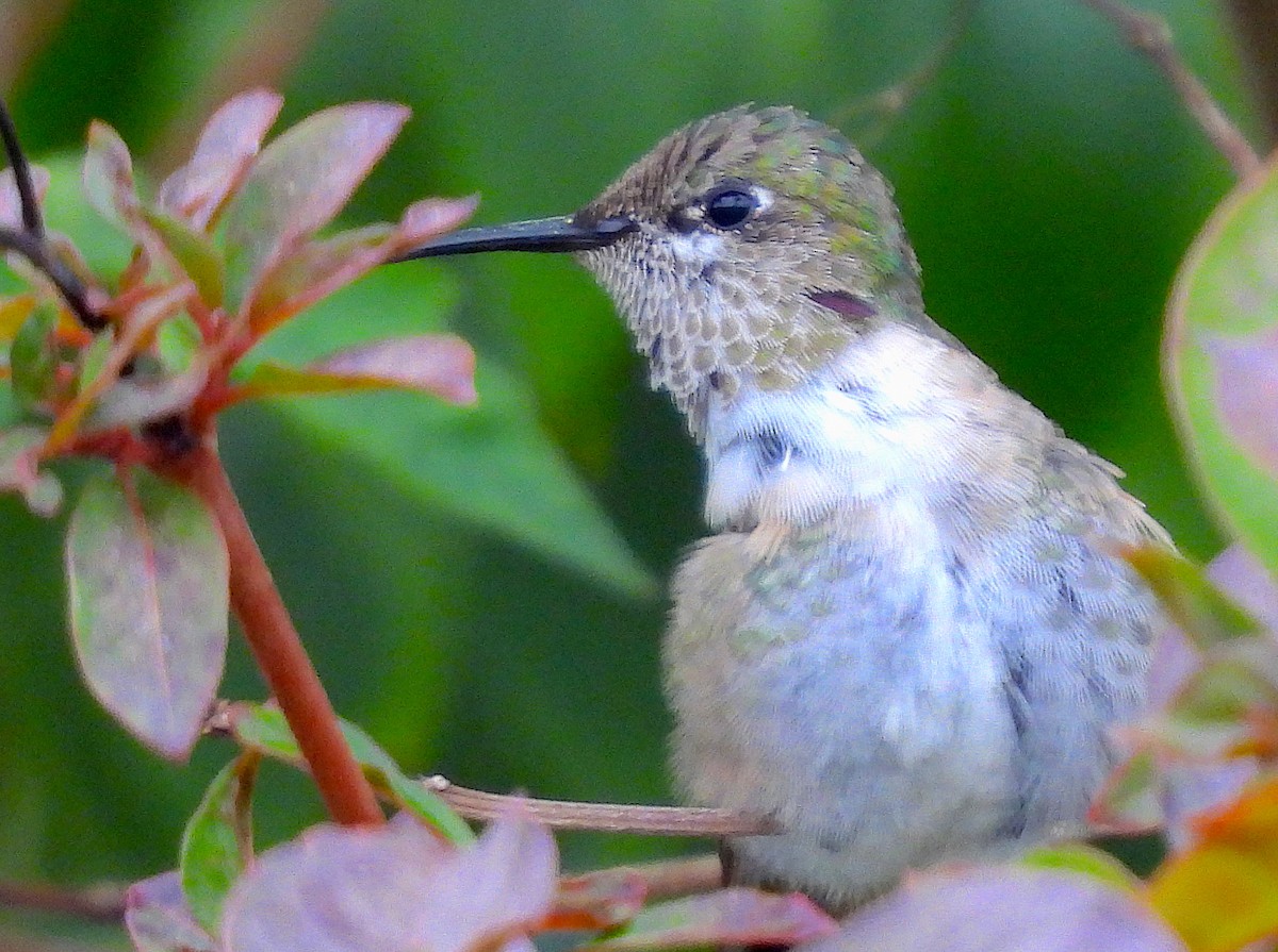 Calliope Hummingbird - Christine Rowland