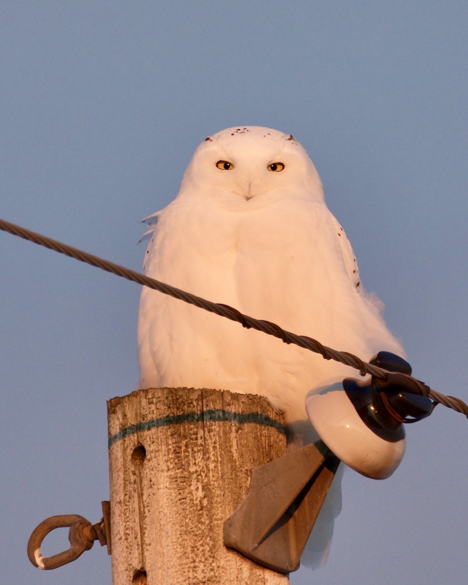 Snowy Owl - Jack & Holly Bartholmai