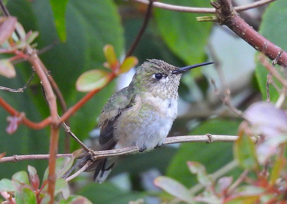 Calliope Hummingbird - Christine Rowland