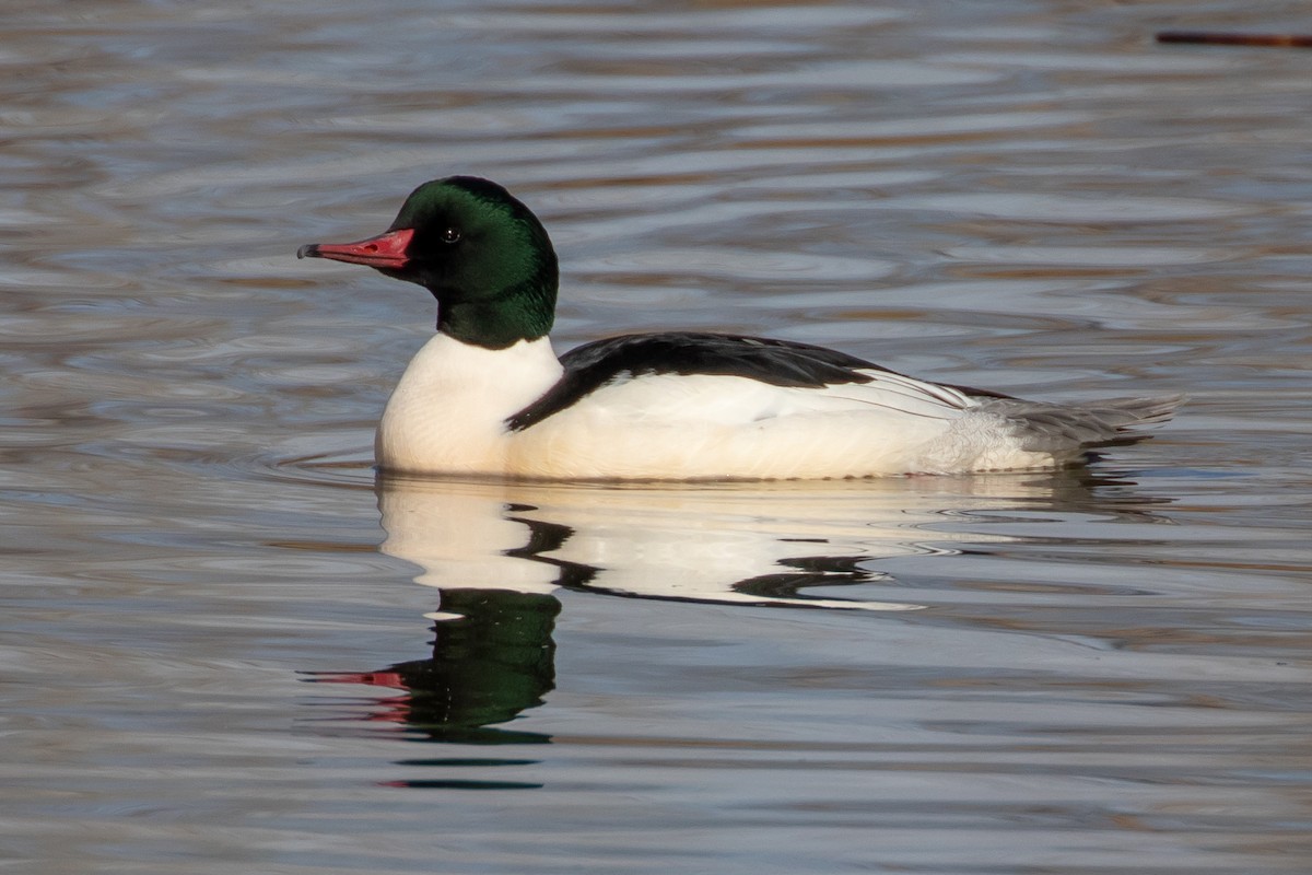 Common Merganser - ML407037611