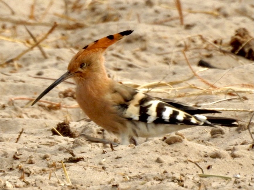 Eurasian Hoopoe - ML407037671