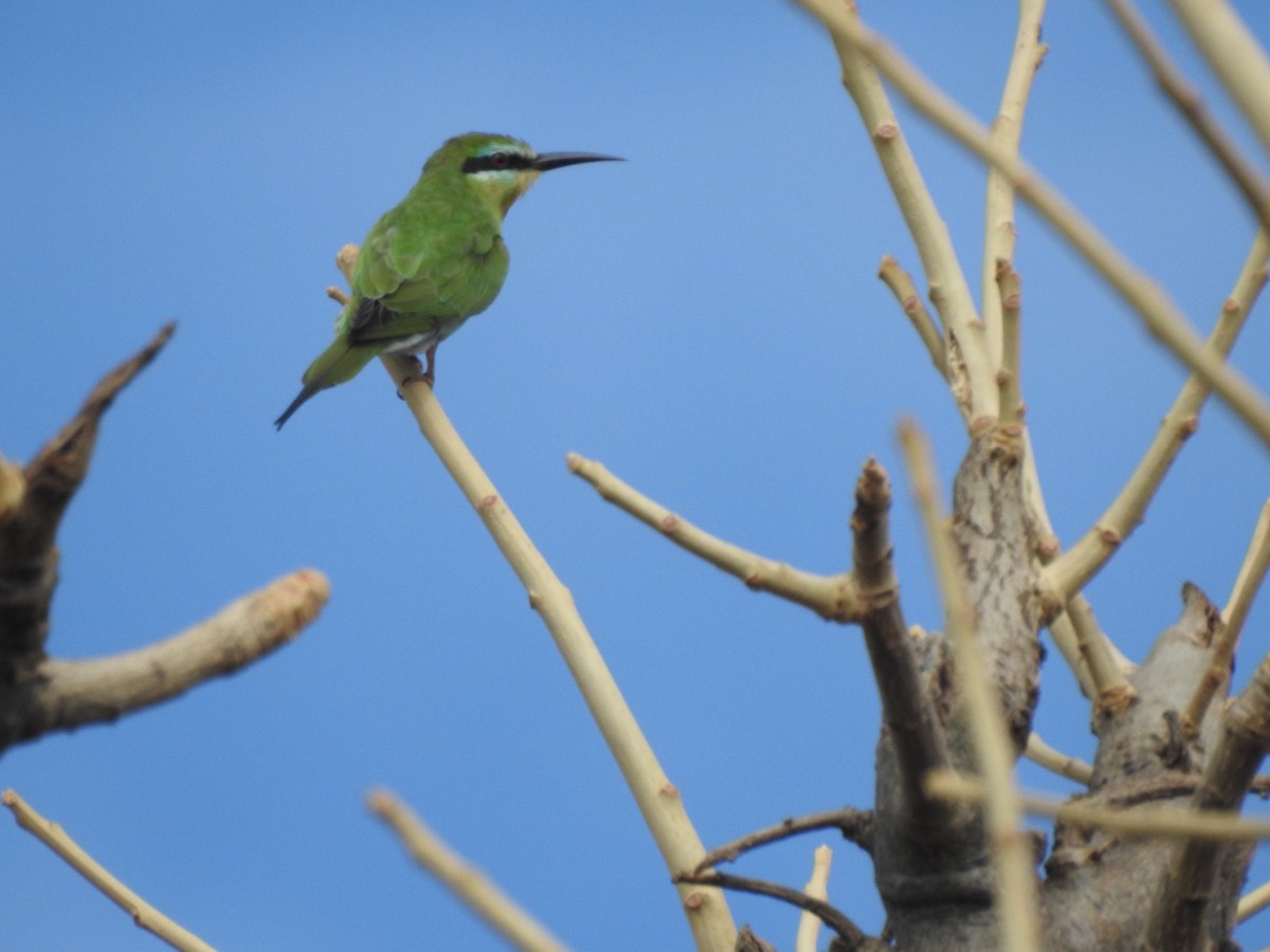Blue-cheeked Bee-eater - ML407037771