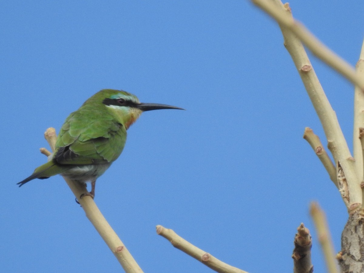 Blue-cheeked Bee-eater - ML407037781