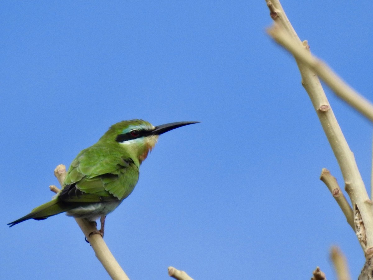 Blue-cheeked Bee-eater - ML407037801