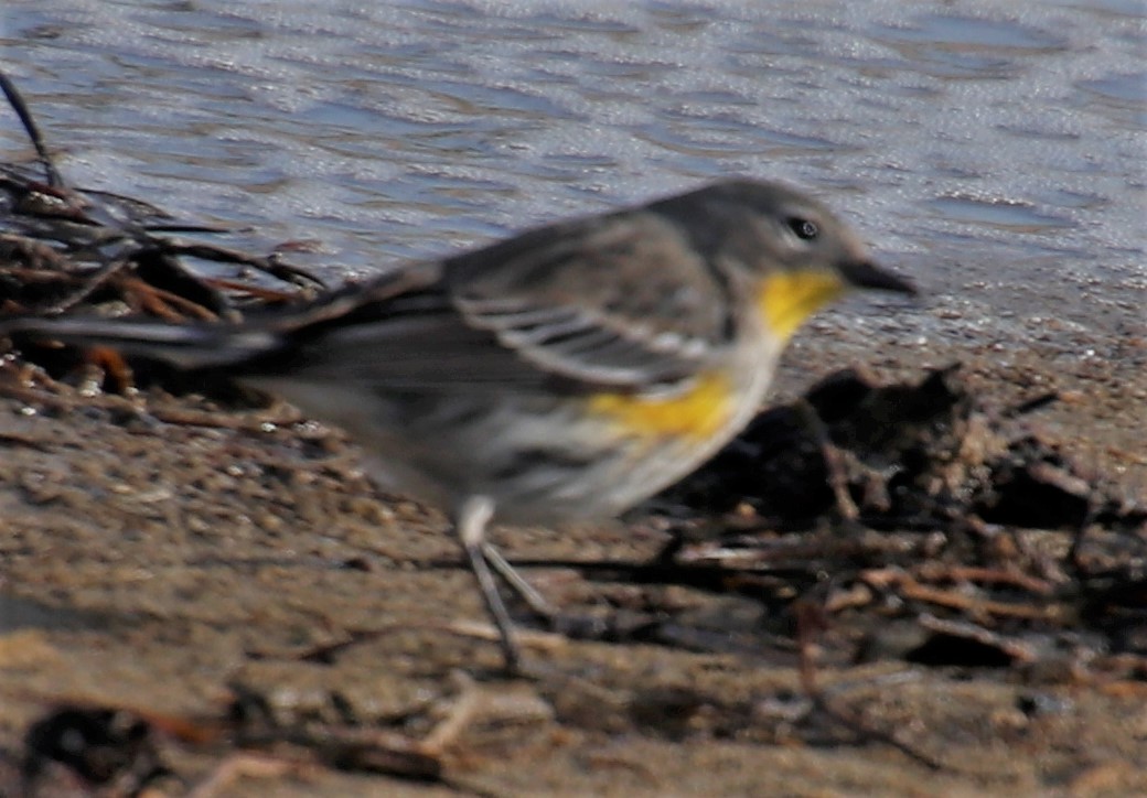 Yellow-rumped Warbler - ML407038041