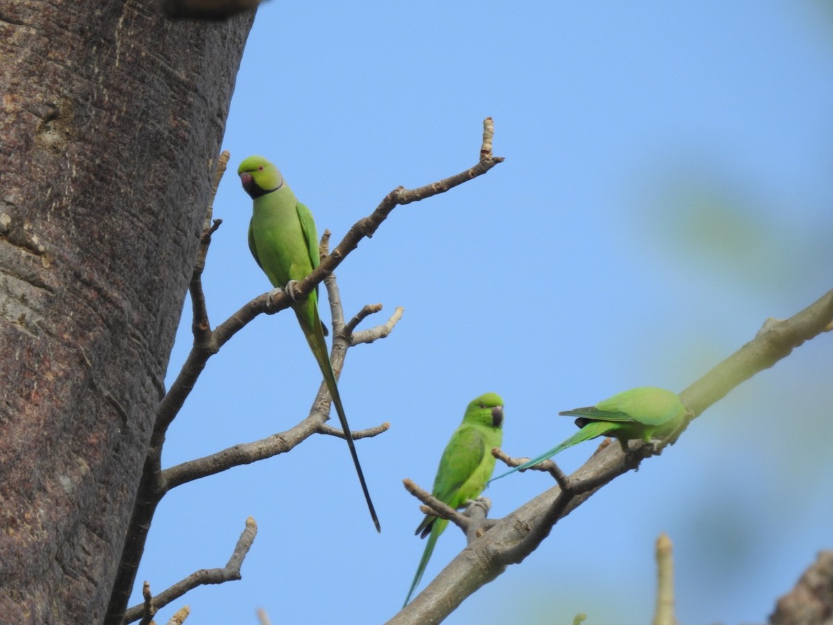 Rose-ringed Parakeet - ML407038061