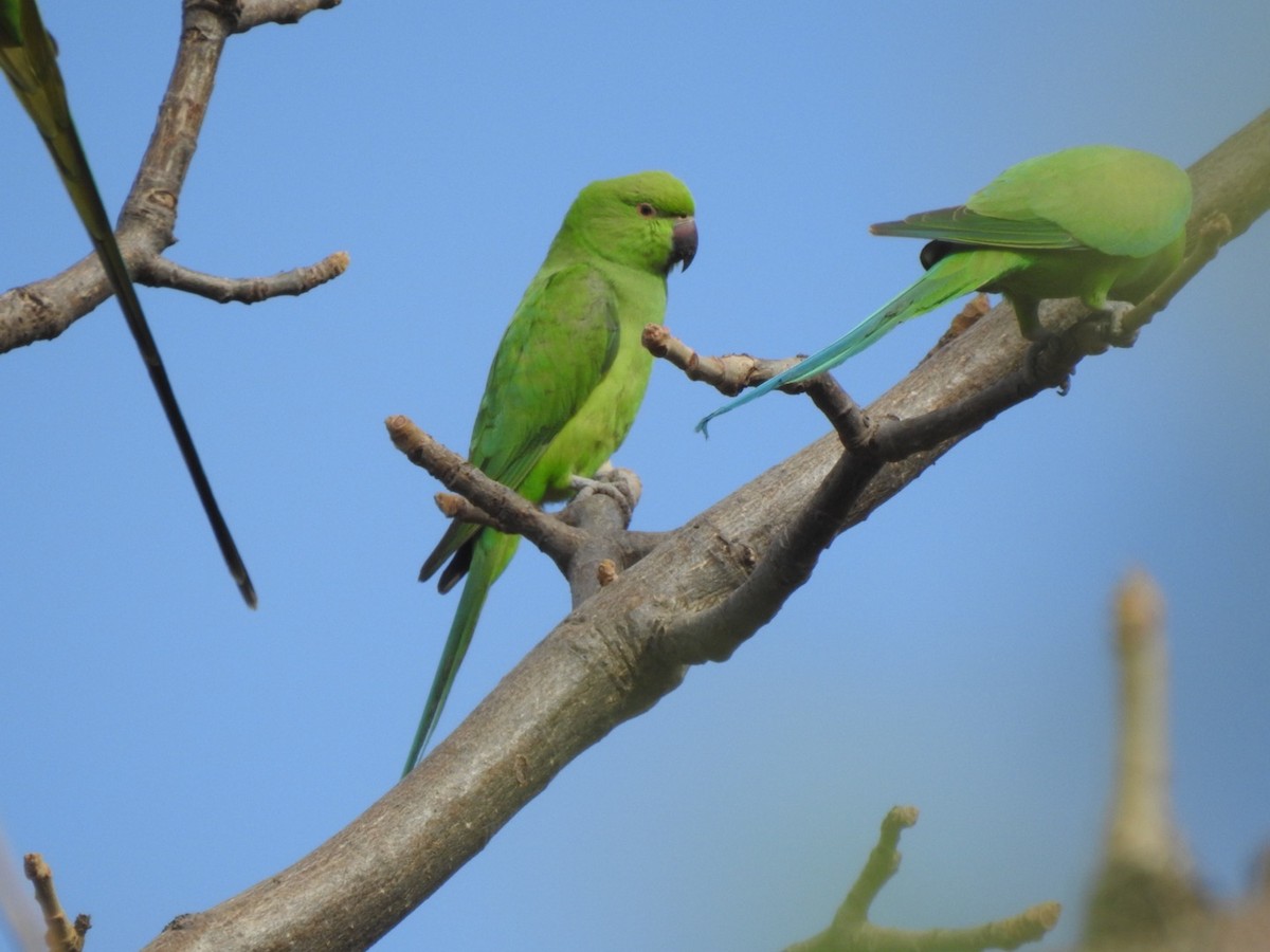 Rose-ringed Parakeet - ML407038071