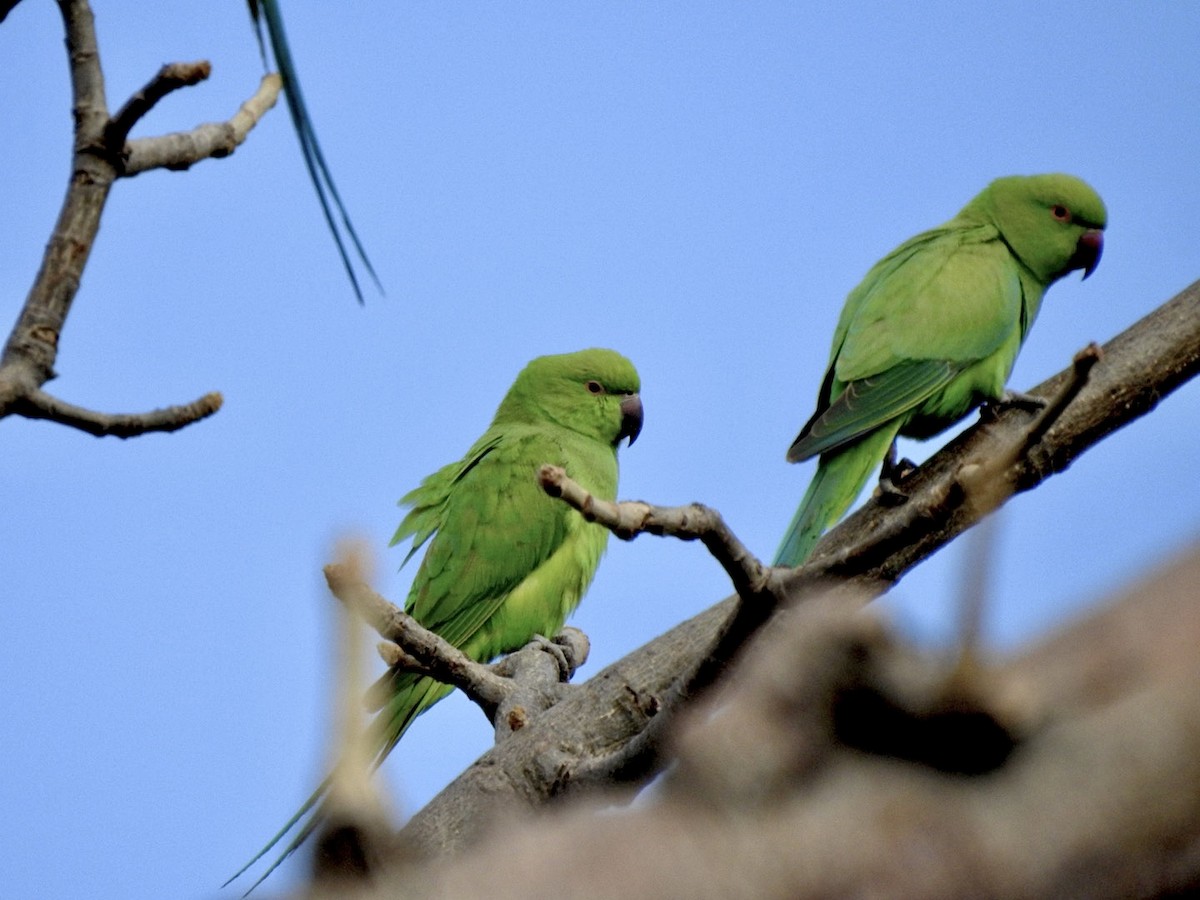 Rose-ringed Parakeet - ML407038081