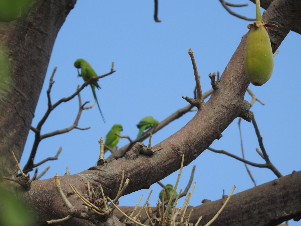 Rose-ringed Parakeet - ML407038091