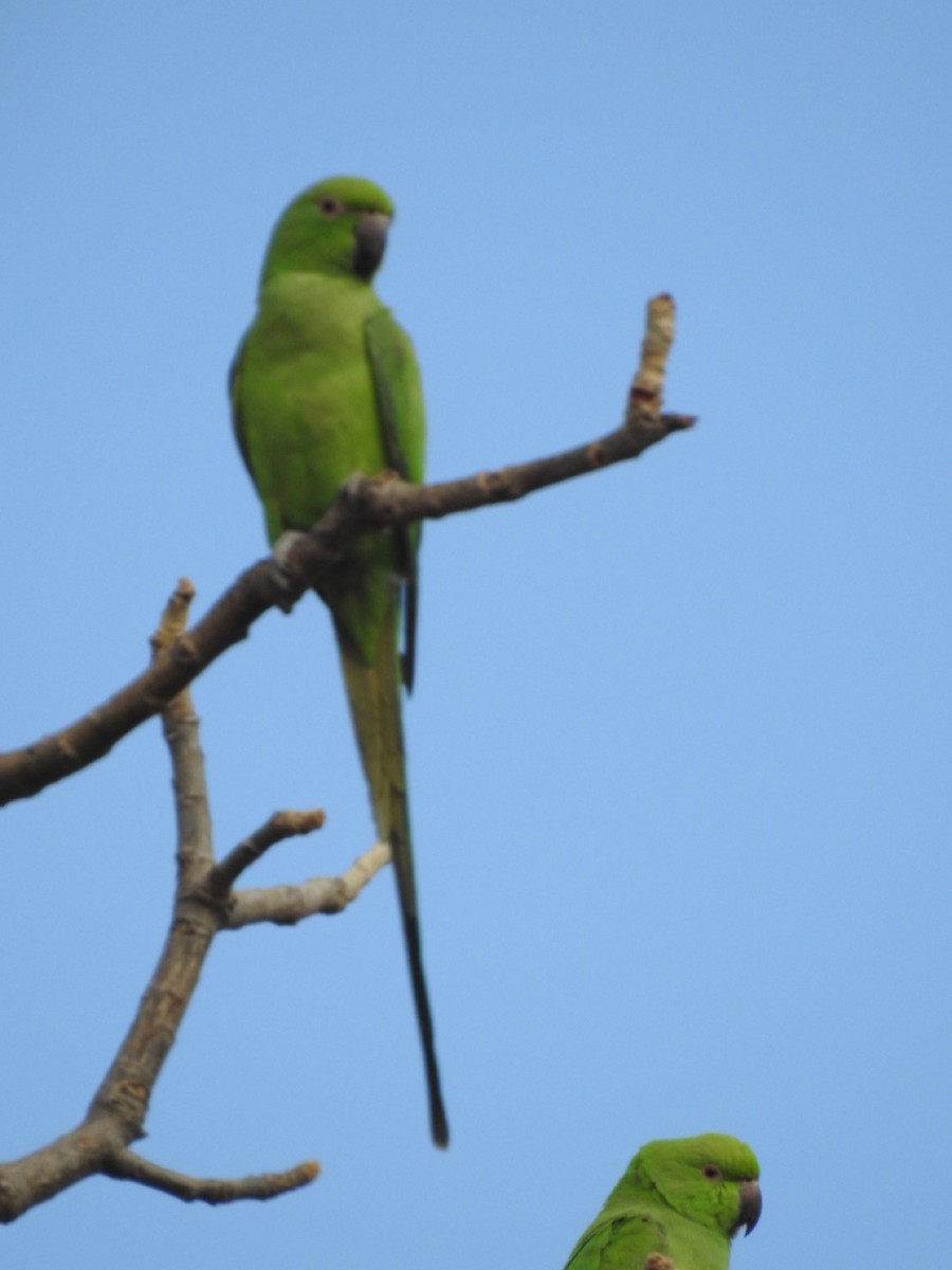 Yeşil Papağan - ML407038171