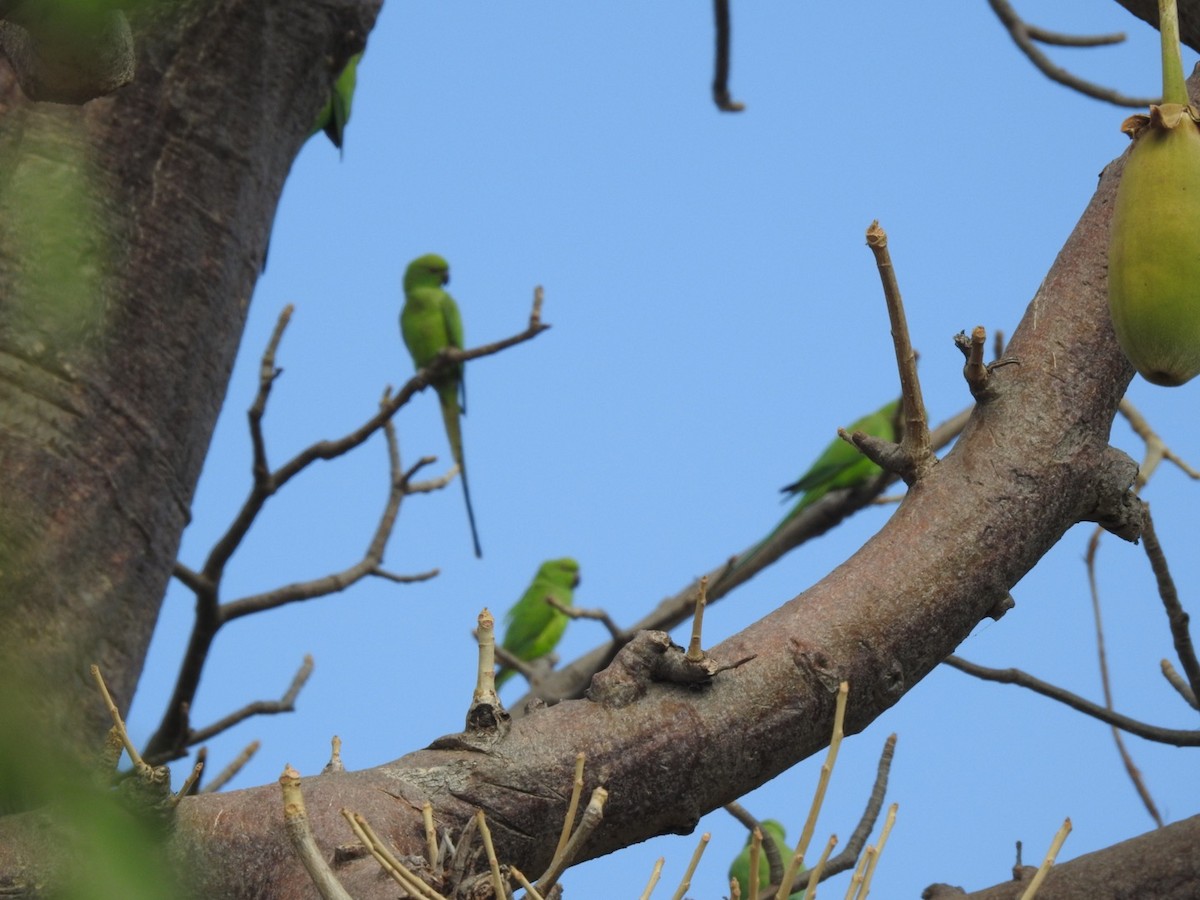 Rose-ringed Parakeet - ML407038181