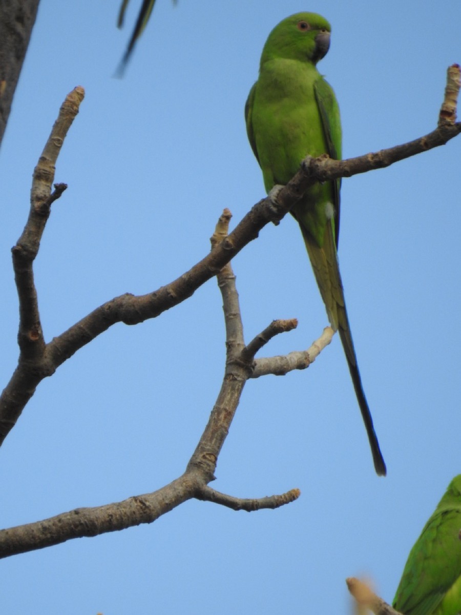 Yeşil Papağan - ML407038191