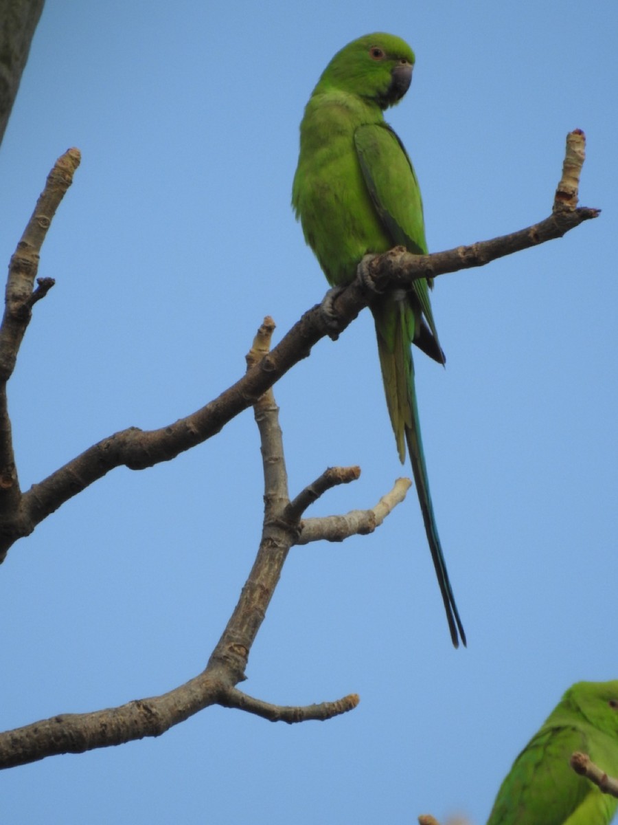 Rose-ringed Parakeet - ML407038211