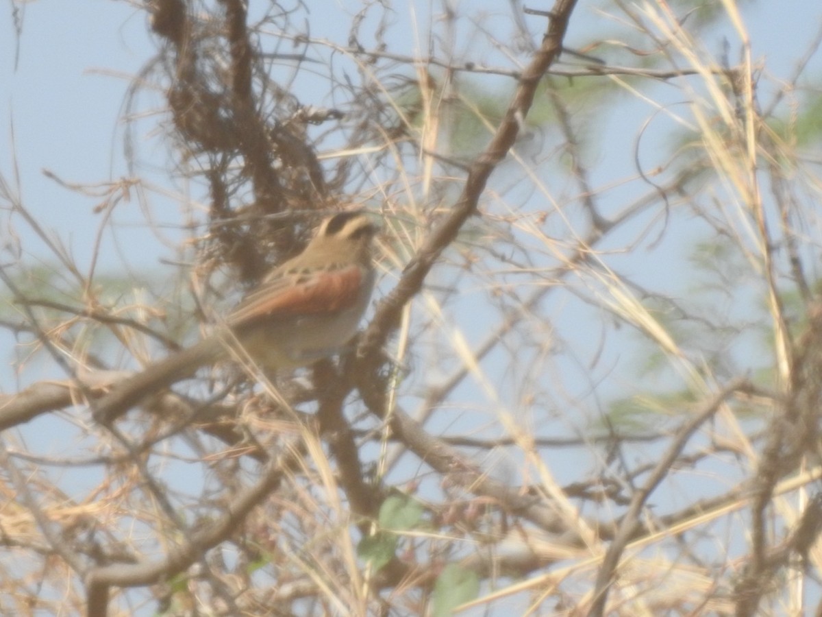 Black-crowned Tchagra - ML407038231