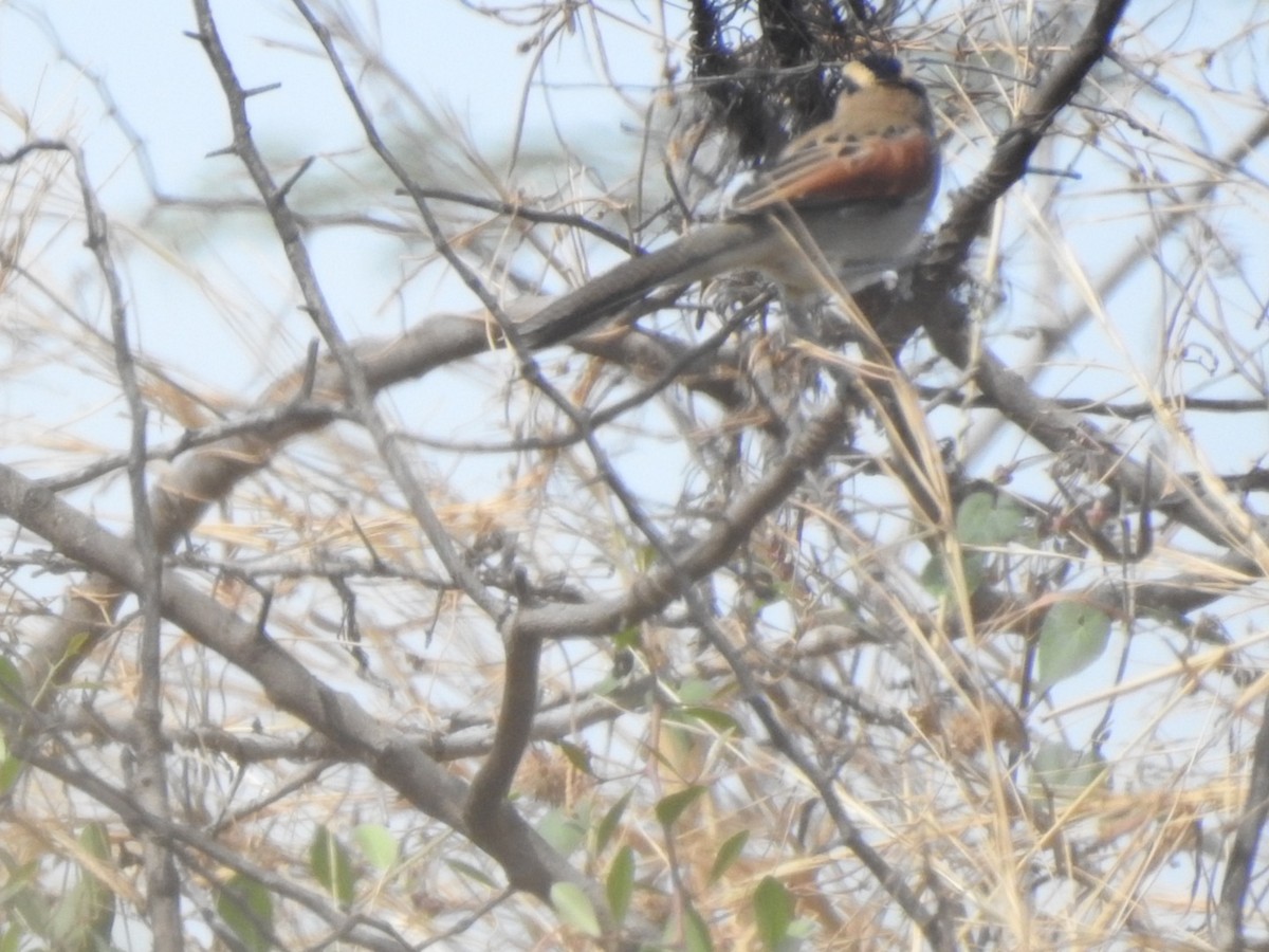 Black-crowned Tchagra - ML407038251